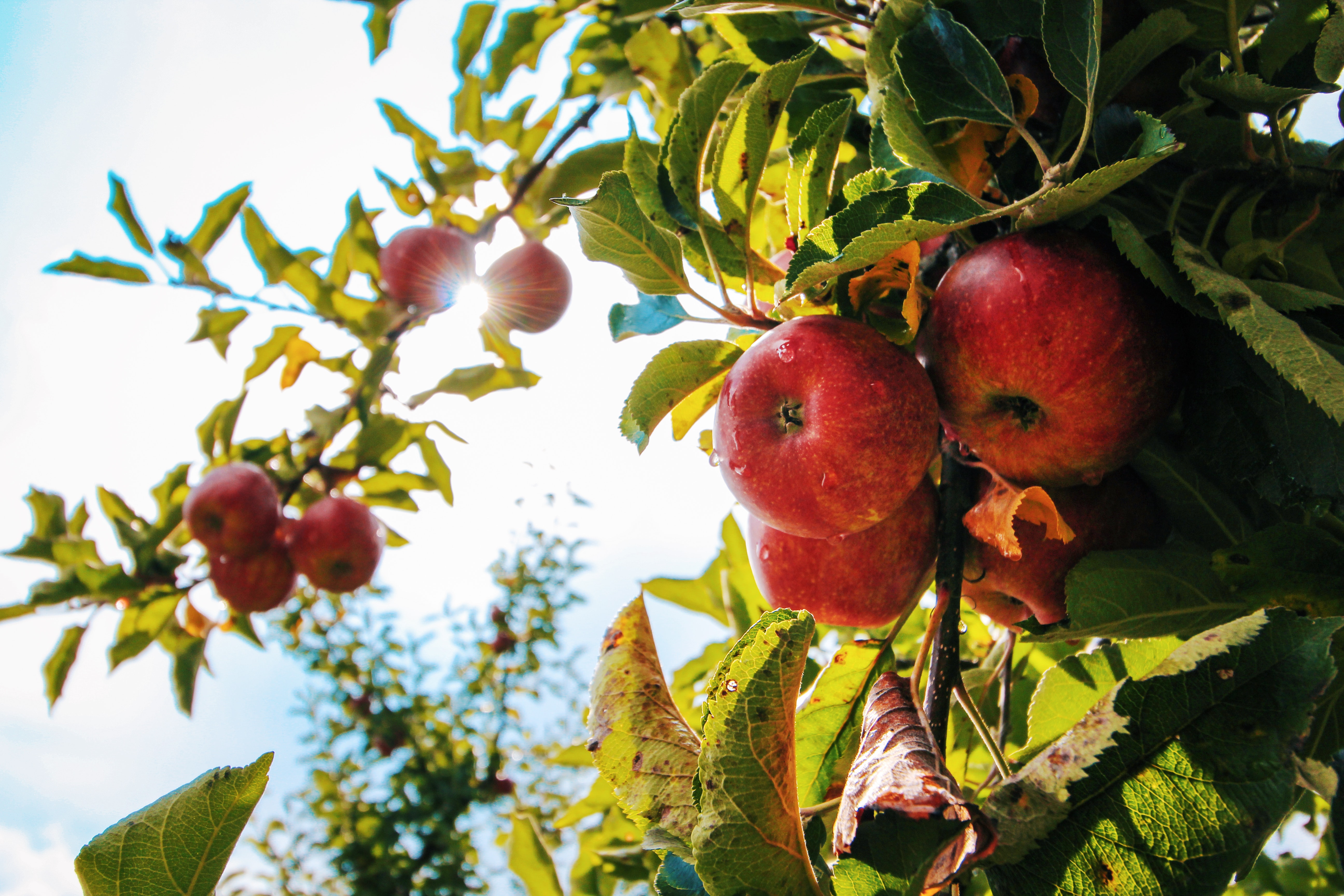 Fall Apples