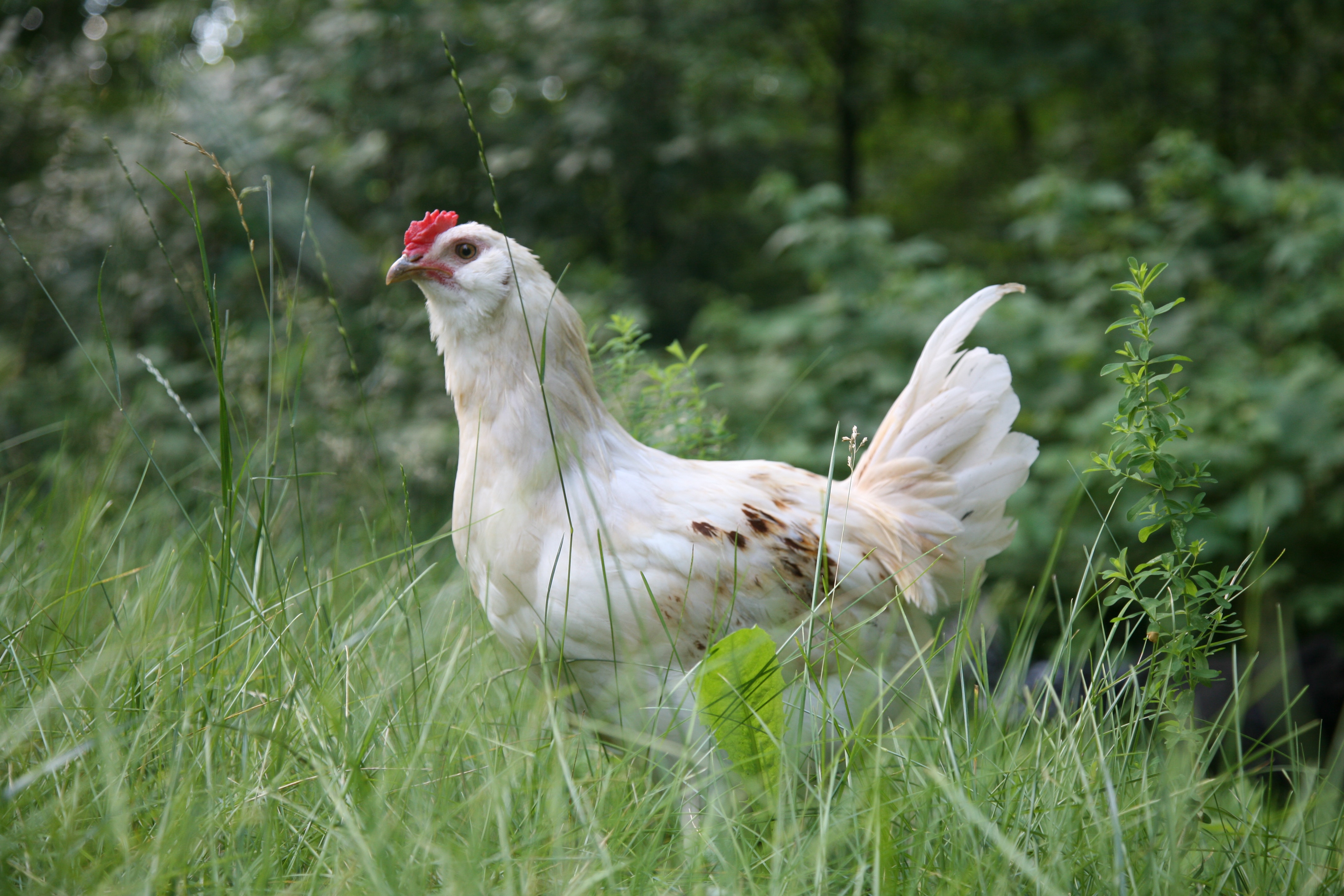 Pasture Raised Chicken