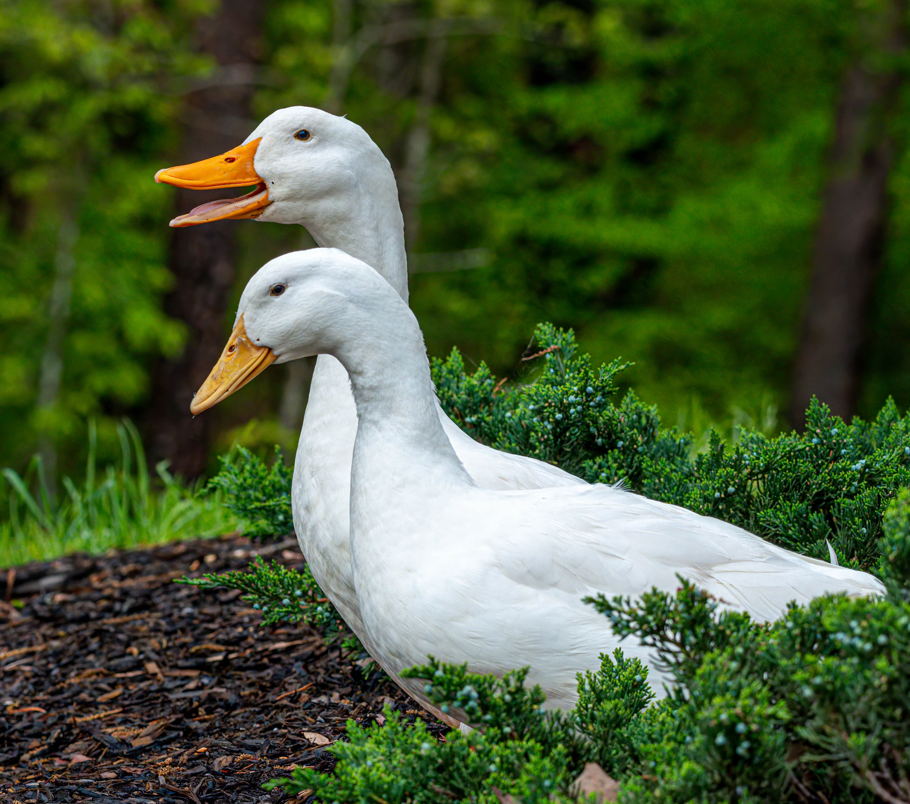 Pasture Raised Duck