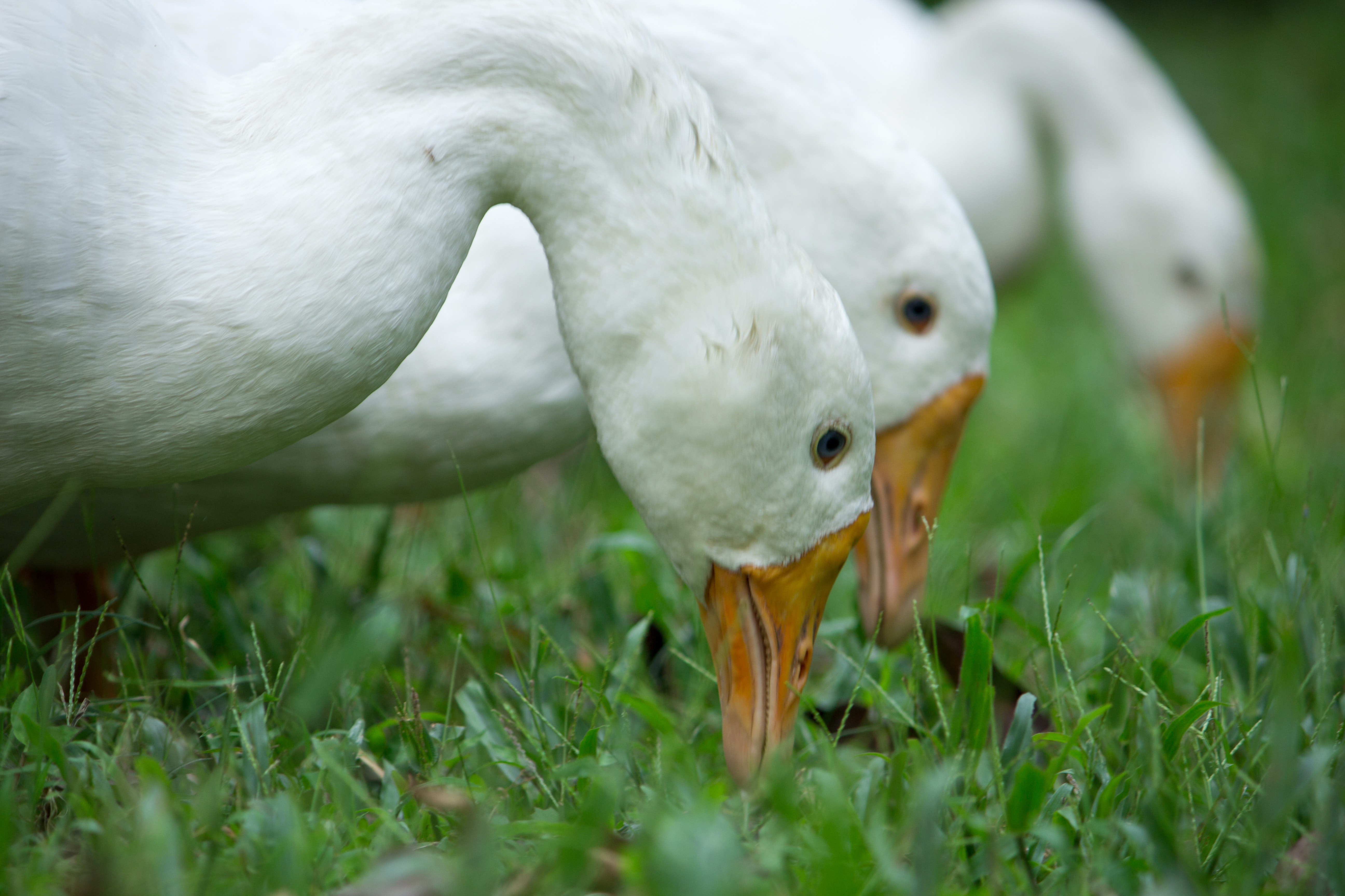 Pasture Raised Geese
